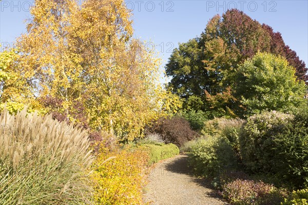 Path through trees autumn foliage leaf colour, near Framfield House, Woodbridge, Suffolk, England, UK