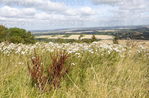 Wildflowers chalk grassland vegetation Inkpen Hill looking north over countryside, Berkshire, England, UK