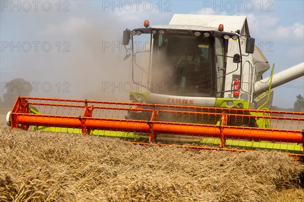 Grain harvest near Hockenheim, Baden-Wuerttemberg