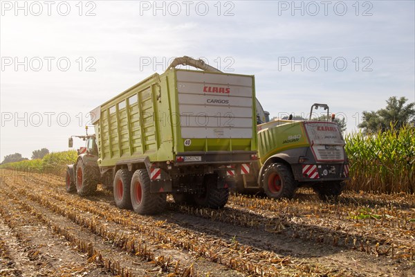 Rhineland-Palatinate, Germany: Maize harvesting (maize chopping) for the Alexanderhof biogas plant in Hochdorf-Assenheim