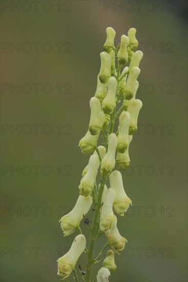 Yellow Monkshood (Aconitum vulparia), Cock's Head, Fontanella, Faschina, Vorarlberg, Alps, Austria, Europe