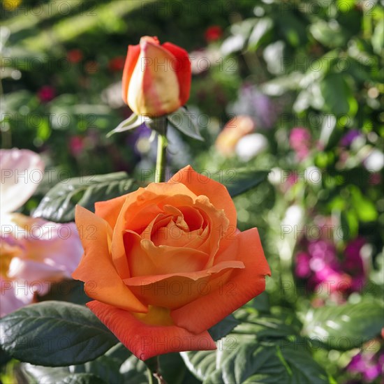 Orange blossom of a rose (Rosa) in spring, gardens, Generalife Gardens, Alhambra, Granada, Spain, Europe