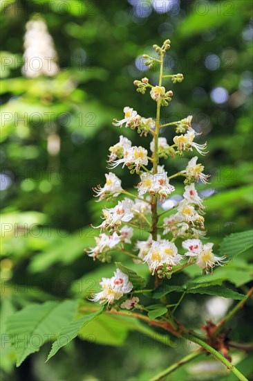 Single flower, horse chestnut (Aesculus hippocastanum), close-up, Generalife Gardens, Alhambra, Granada, Spain, Europe