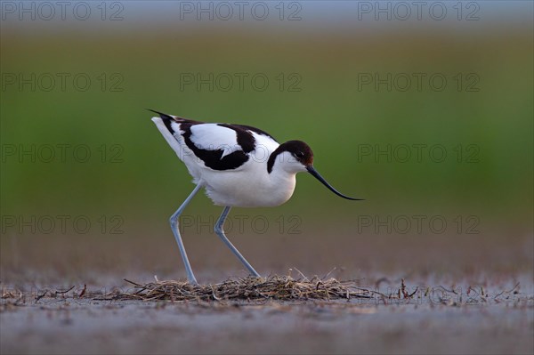 Black-capped avocet (Recurvirostra avosetta) Old bird over clutch, Danube Delta Biosphere Reserve, Romania, Europe