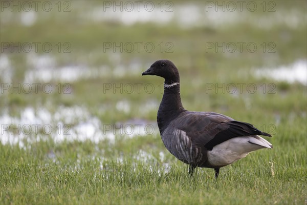 Brent goose, Texel, Netherlands