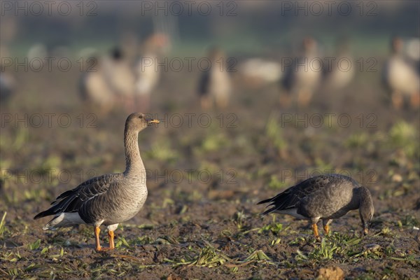 Bean goose (Anser fabalis), Texel, Netherlands