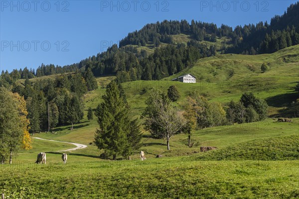 Alpine farm at Lecknersee, humpback meadow, cows, municipality of Dornbirn, Bregenzerwald, Voralberg, Austria, Europe