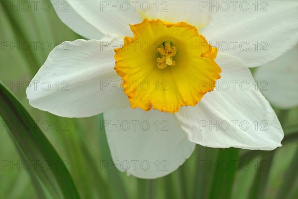 Bunch-flowered daffodil (Narcissus tazetta), flower, detail, style, pistil, Schwanheimer Duene, Schwanheim, Main, Frankfurt, Hesse, Germany, Europe