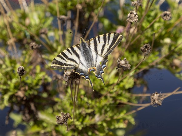 Southern Scarce Swallowtail butterfly Iphiclides podalirius feisthamelii, Castro Verde, Baixo Alentejo, Portugal, southern Europe, Europe