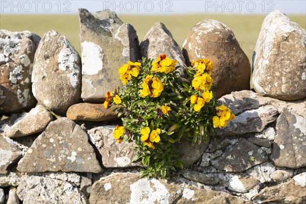 Yellow flowers of wallflower plant, Erysimum cheiri, growing on dry stone wall, Holy Island, England, UK