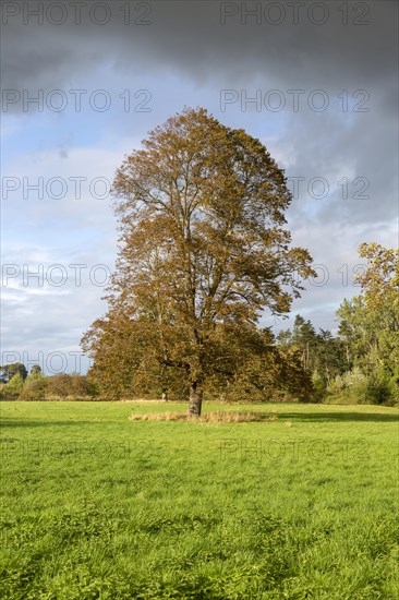 Tall sycamore tree, Acer pseudoplatanus, standing in field dramatic sky, Methersgate, Suffolk, England, UK