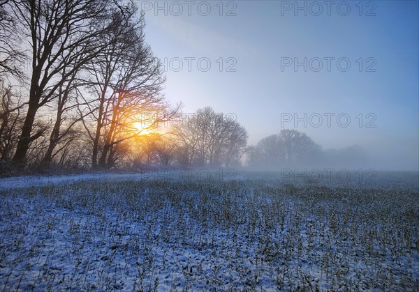 Atmospheric sunrise over a field with fog in winter, Witten, Ruhr area, North Rhine-Westphalia, Germany, Europe