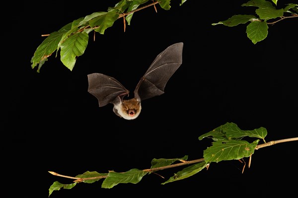 Natterer's bat (Myotis nattereri) in flight, Lower Saxony, Germany, Europe