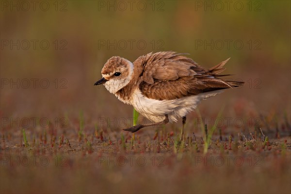 Kentish plover (Charadrius alexandrinus) female, Danube Delta Biosphere Reserve, Romania, Europe