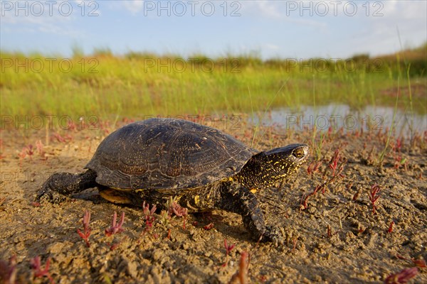 European pond turtle (Emys orbicularis), Danube Delta Biosphere Reserve, Romania, Europe