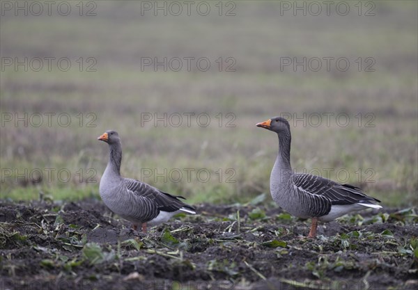 Greylag goose (Anser Anser), Texel, Netherlands