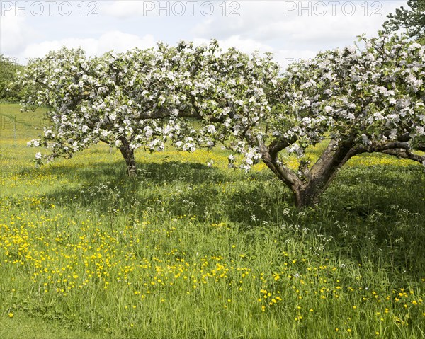 Apple tree blossom in garden orchard in springtime, Cherhill, Wiltshire, England, UK