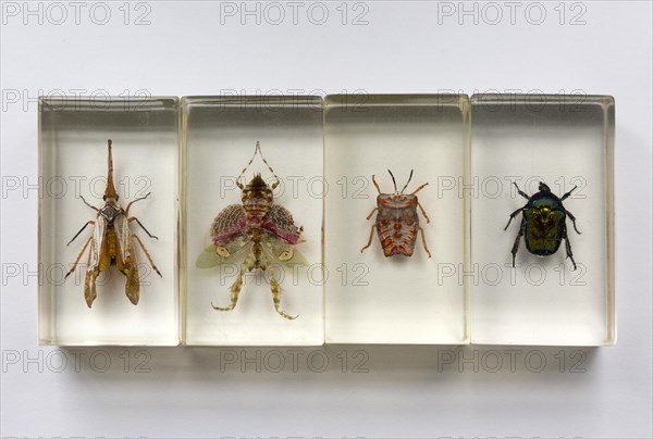 Close up of exotic insects in clear resin blocks