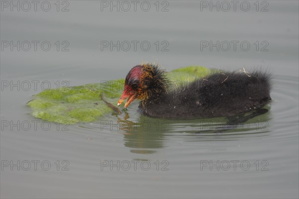 Common coot (Fulica atra), juvenile, algae, eating, swimming, Zoom Erlebniswelt, Gelsenkirchen, Ruhr area, North Rhine-Westphalia, Germany, Europe