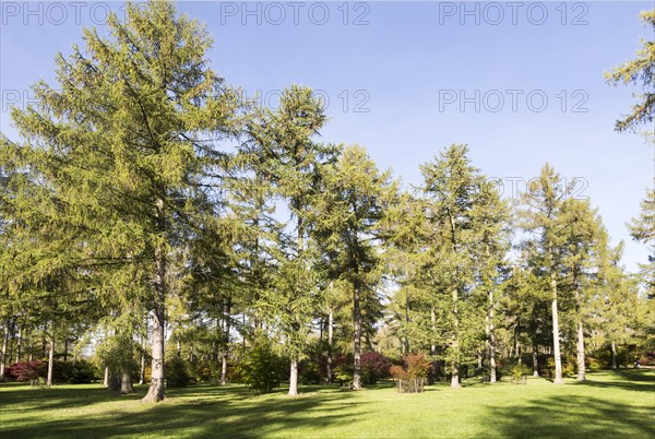Japanese larch trees, Larix kaempferi, National arboretum, Westonbirt arboretum, Gloucestershire, England, UK
