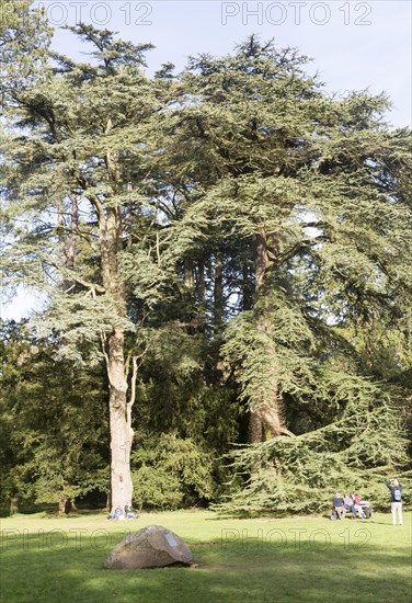 Blue Atlas cedar tree, cedrus atlantica, National arboretum, Westonbirt arboretum, Gloucestershire, England, UK