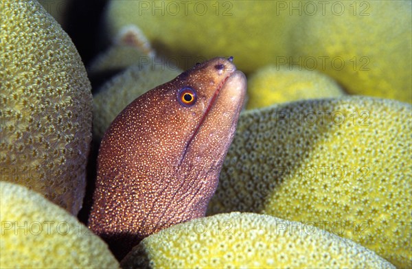 Rainbow moray eels, Caribbean, Central America