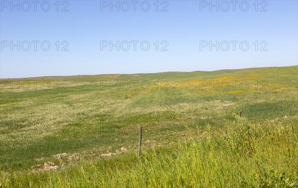 Undulating rolling grassland rural countryside area with wildflowers blue sky copy space, near Castro Verde, Baixo Alentejo, Portugal, Southern Europe, Europe