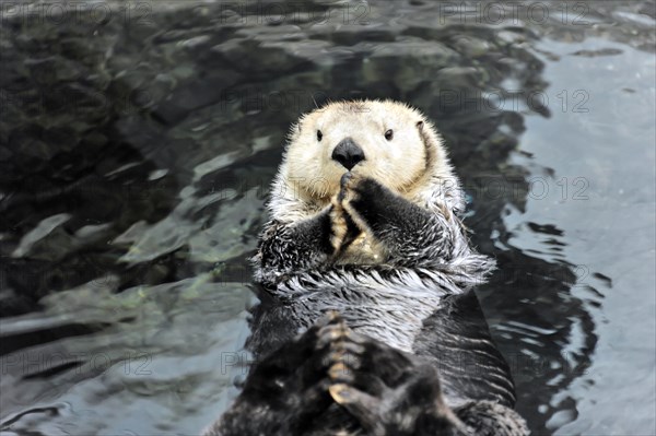 Sea otter, Kalan or sea otter (Enhydra lutris), in the Oceanario, Parque das Nacoes, Nacoes, Park of Nations, Lisbon, Portugal, Europe