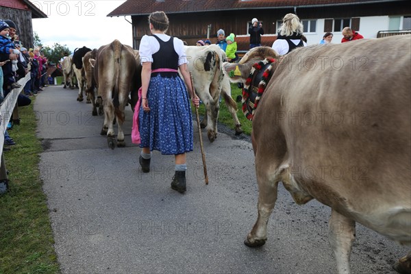 Traditional cattle drive or cattle seperation . As here in the Allgaeu, the cattle are driven down into the valley after about a hundred days in the Alps (or mountain pastures) (Memhoelz district of Hupprechts, Allgaeu)