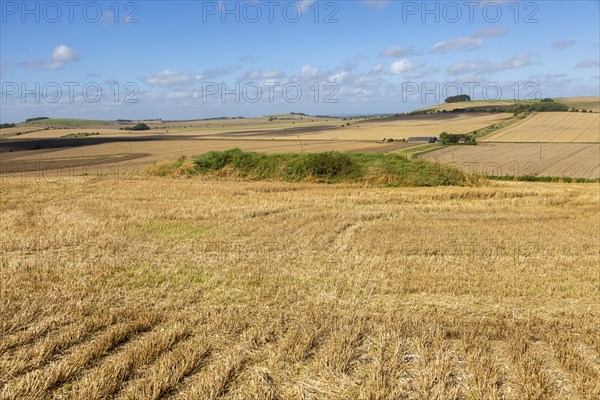 Chalk landscape North Wessex Downs AONB, view from Bishops Cannings Down, Wiltshire, England, UK, tumulus foreground