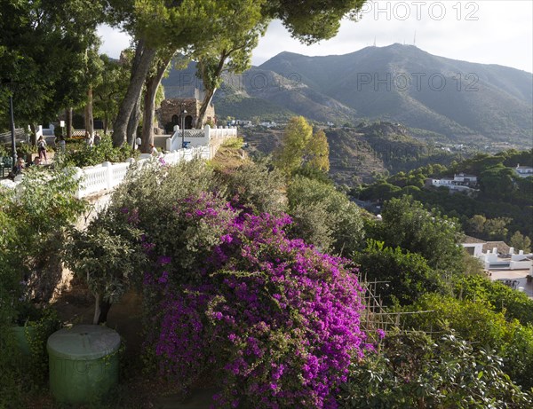 Purple bougainvillea flowering on hilsside, Mijas, Costa del Sol, Malaga province, Andalusia, Spain, Europe