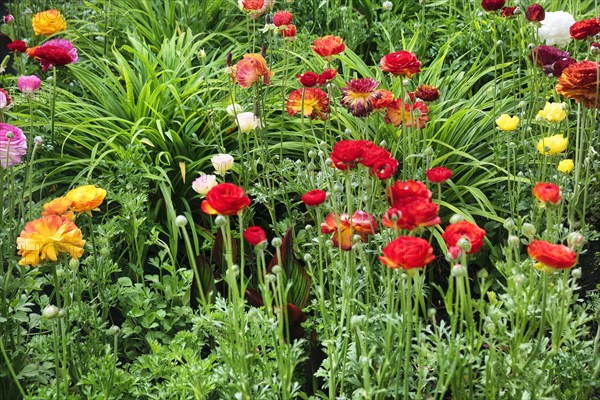 Splendour of flowers in spring, gardens, Generalife Gardens, Alhambra, Granada, Spain, Europe