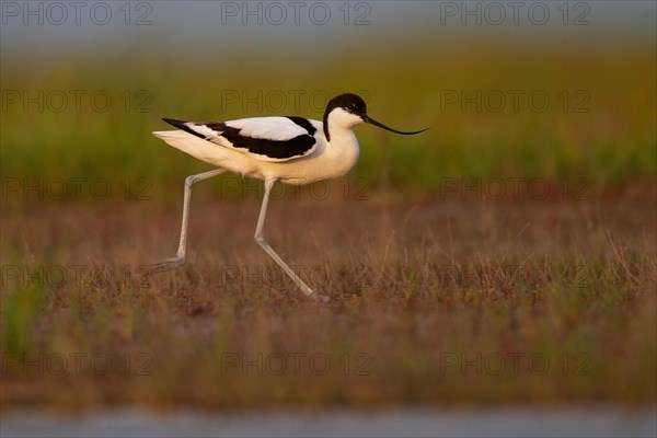 Black-capped avocet (Recurvirostra avosetta), Danube Delta Biosphere Reserve, Romania, Europe