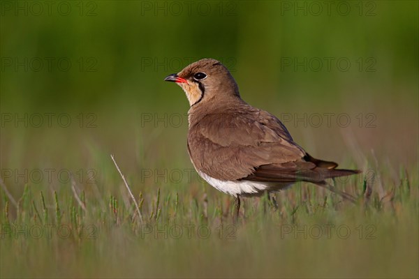 Collared pratincole (Glareola pratincola), Danube Delta Biosphere Reserve, Romania, Europe