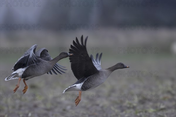 Bean goose (Anser fabalis), Texel, Netherlands