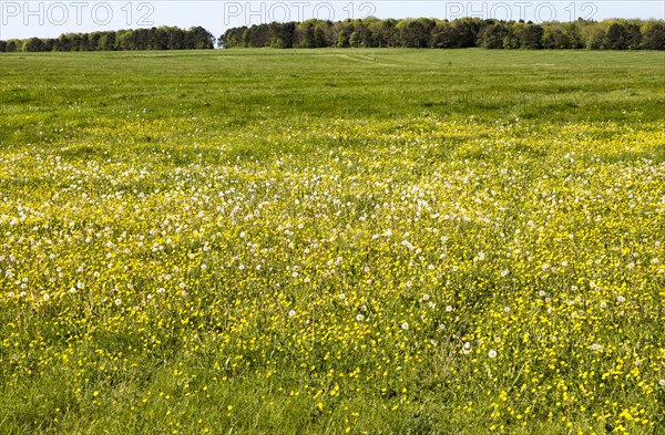 Spring wildflowers in blossom on chalk grassland on Salisbury Plain, near Larkhill, Wiltshire, England, UK