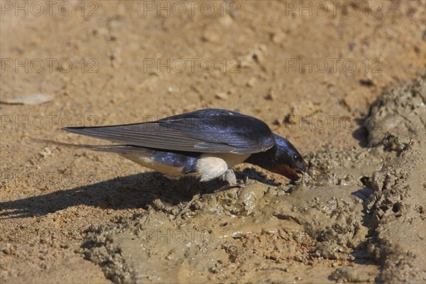 Barn Swallow (Hirundo rustica), soil, mud, nesting material, nest building, beak, collecting, Embalse del Jerte, Valle del Jerte, Plasencia, Extremadura, Spain, Europe