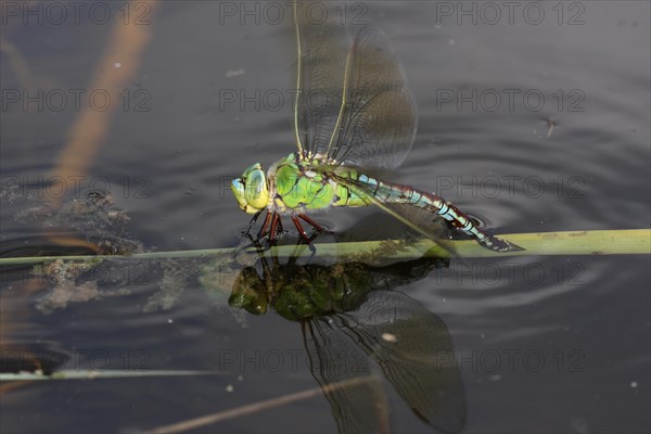 Female damselfly (Anax imperator) laying eggs, spawning, spawning, water, blade of grass, Weilbach gravel pits, Weilbach, Floersheim, Taunus, Hesse, Germany, Europe