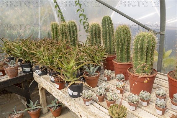 Urban Jungle Plant Nursery and Cafe, Beccles, Suffolk, England, UK, cacti in arid zone polytunnel