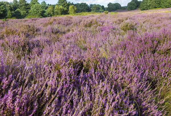 Heathland vegetation with heather in flower, Calluna vulgaris, Sutton Heath, Shottisham, Suffolk, England, UK