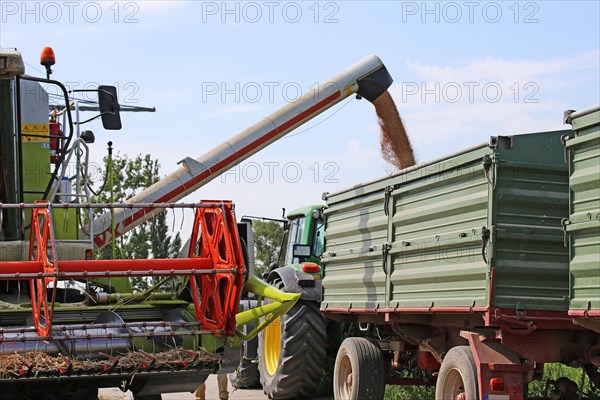 Agriculture grain harvest (Rhineland-Palatinate, July 2020)