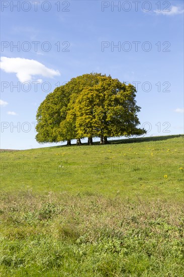 Landscape with copse of common beech trees blue sky on grassy green slope, Salisbury Plain, Wiltshire, England, UK