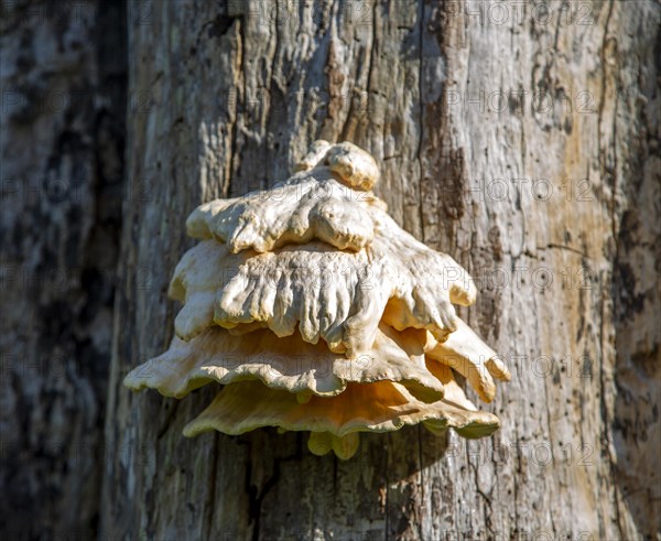 Chicken in the Woods fungus, Laetiporus sulphureus, growing on dead tree Suffolk, England, UK