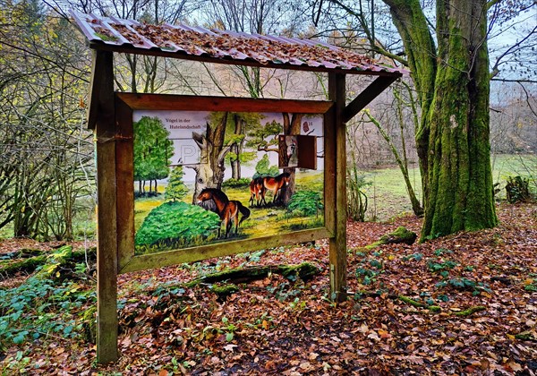 Information board in the Hutewald Solling-Vogler nature park Park, Nienover, Bodenfelde, Weserbergland, Lower Saxony, Germany, Europe