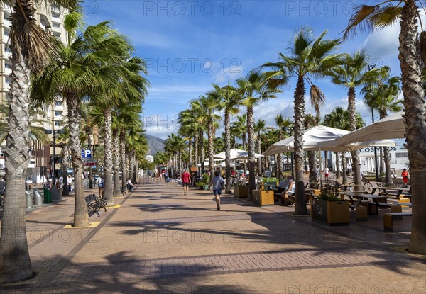 Palm tress and cafes on the seafront promenade in centre of Fuengirola, Costa del Sol, Andalusia, Spain, Europe
