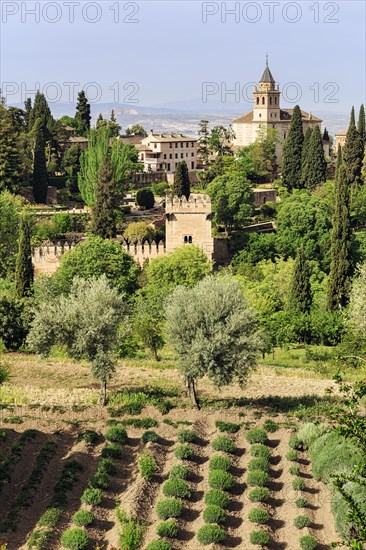 Generalife Gardens, historic gardens, Alhambra, Granada, Spain, Europe