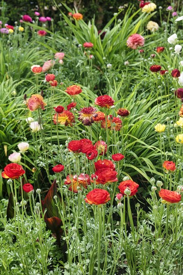 Splendour of flowers in spring, gardens, Generalife Gardens, Alhambra, Granada, Spain, Europe