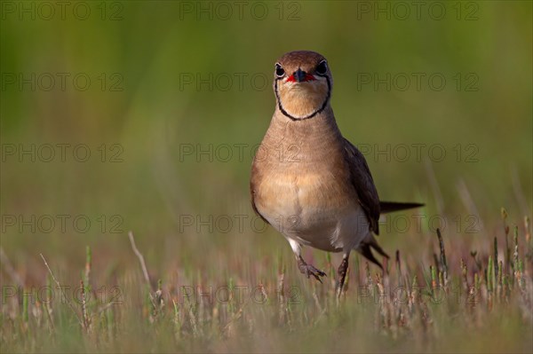 Collared pratincole (Glareola pratincola), Danube Delta Biosphere Reserve, Romania, Europe