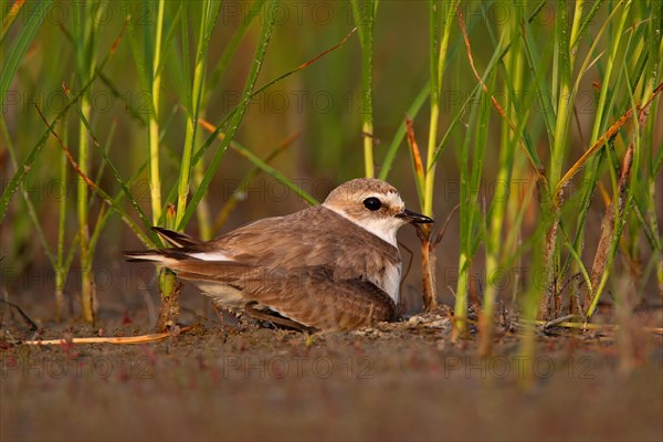 Kentish plover (Charadrius alexandrinus) Female breeding on the ground at the water's edge, Danube Delta Biosphere Reserve, Romania, Europe