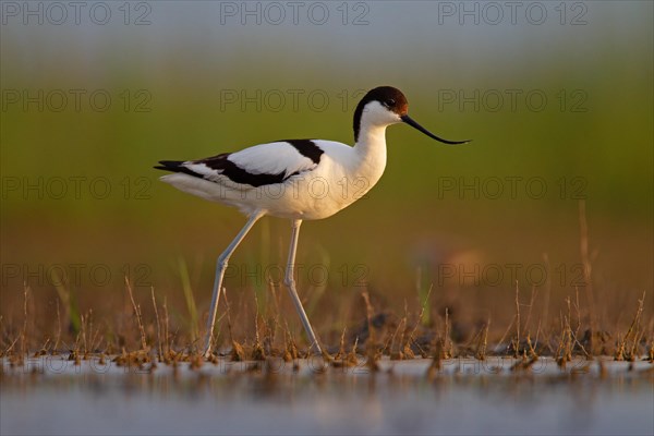 Black-capped avocet (Recurvirostra avosetta), Danube Delta Biosphere Reserve, Romania, Europe